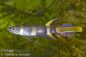 Preview: Ringelhechtling - Epiplatys annulatus